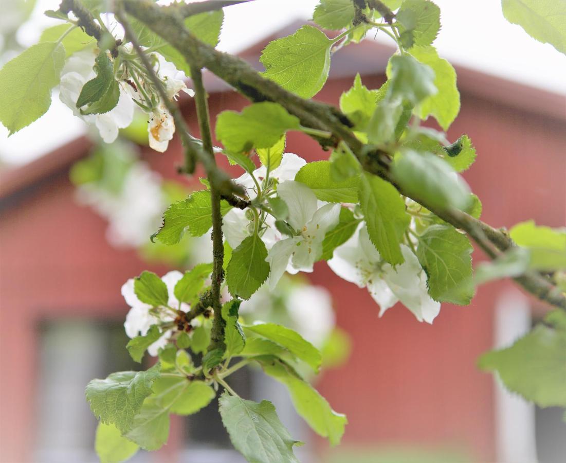 Villa Maria Garden Cottages, Helsingborg Zewnętrze zdjęcie